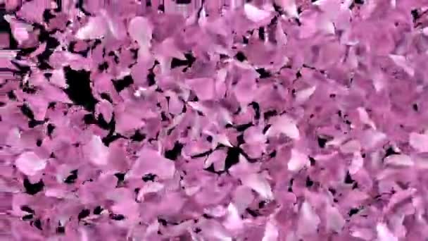 Pétalas Sakura Pétalas Flor Cereja Diagonal Transição Animado Com Canal — Vídeo de Stock