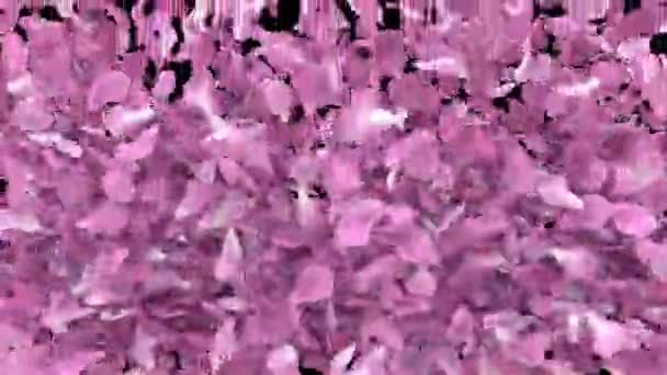 Sakura Petals Cherry Blossom Petals Animated Transition Top Explode Alpha — Stock Video