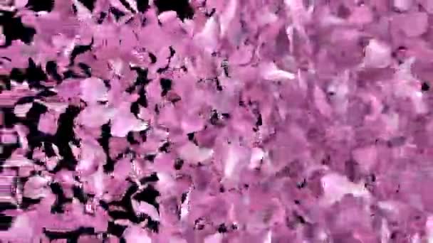 Pétalas Sakura Pétalas Flor Cerejeira Animado Transição Horizontal Com Canal — Vídeo de Stock