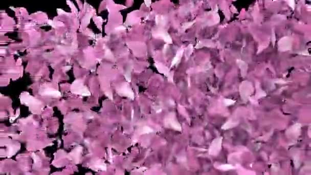 红花花瓣樱花花瓣动画过渡侧爆炸与 通道60Fps — 图库视频影像