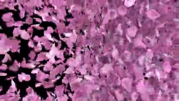 Płatki Sakura Płatki Wiśni Płatki Animowane Przejście Góry Kanałem Alfa — Wideo stockowe