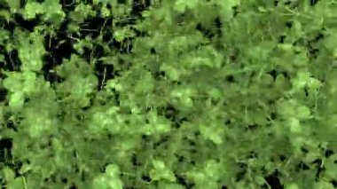 Yonca geçiş çapraz silme