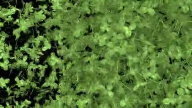 Yılan geçişi yatay silme