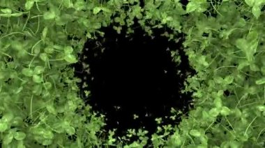  Yonca dış kenardan geçişi 