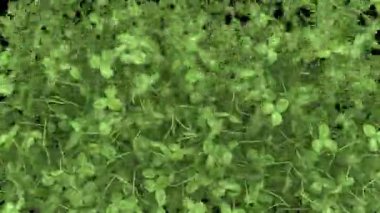 Yonca geçişi patlamaktan daha önemli 