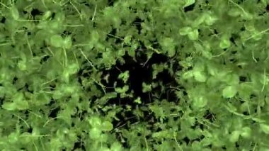 Yılan geçişi savrulup gitmektense