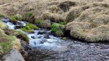 Kristal gibi berrak suyu olan küçük bir nehir yemyeşil yosunların arasından akar.
