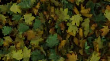 Dinamik tam ekran animasyon sonbahar yaprakları bir taraftan patlamaya göre görünür.