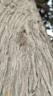 Ağustos Böceği Yaz Senfonisi Doğa Belgeselini Kapatın
