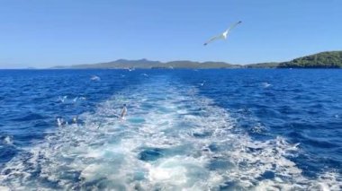 Martılar Tekne Uyanışı Deniz Doğası Sahnesini İzliyor