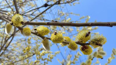 Bahar Uyanışı Balarıları Açık Mavi Gök Altında Altın Söğüt Kedileri Arıyor