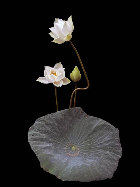 Дивовижно Красиво Квітучим Білим Лотосом — стокове фото
