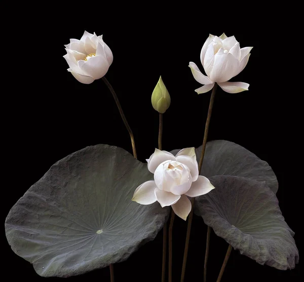 Stock image wonderfully beautiful with blooming white lotus