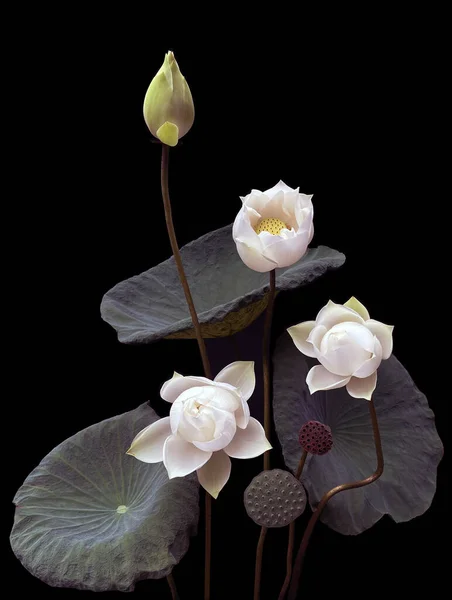 Cudownie Piękne Kwitnącym Białym Lotosem — Zdjęcie stockowe