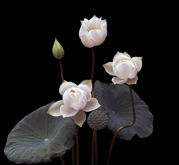 Underbart Vacker Med Blommande Vit Lotus — Stockfoto