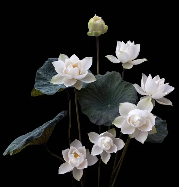 Чудесно Красивый Цветущим Белым Лотосом — стоковое фото