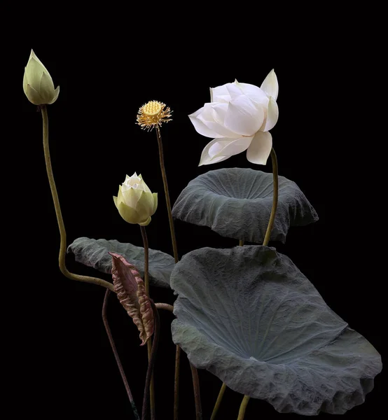 Beyaz Nilüfer Mevsimi Çiçek Açar — Stok fotoğraf