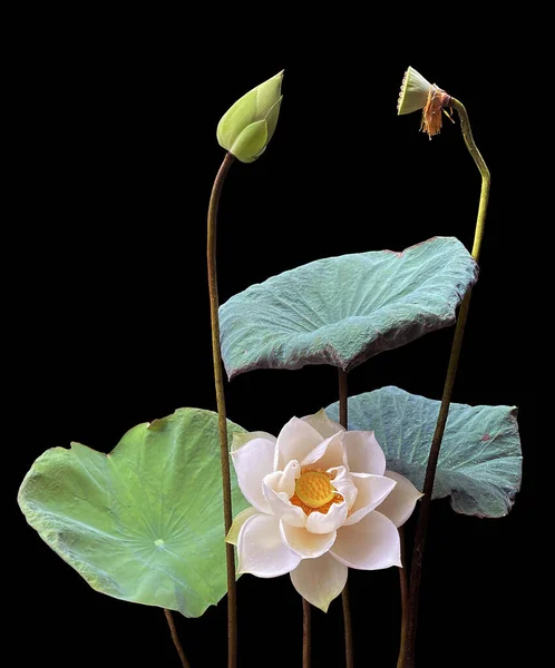 白い蓮の花の季節 — ストック写真
