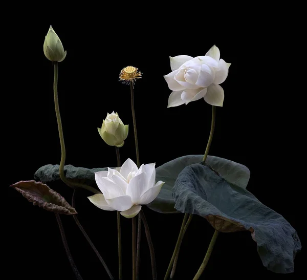 Сезон Цвітіння Білого Лотоса — стокове фото