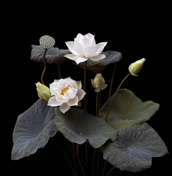 stock image The season of white lotus blooms.