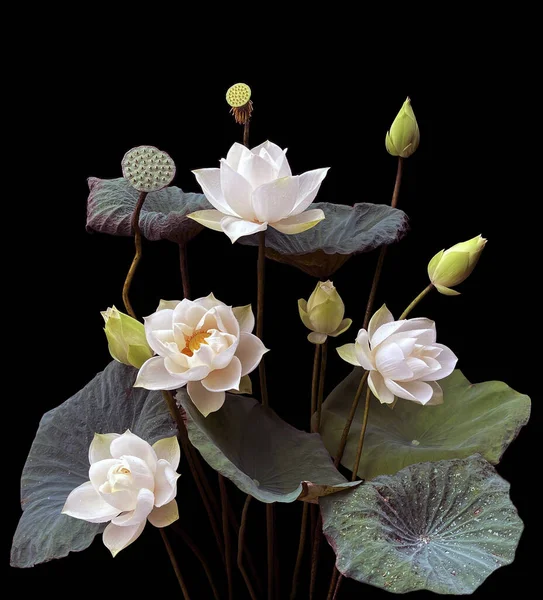 stock image The season of white lotus blooms.