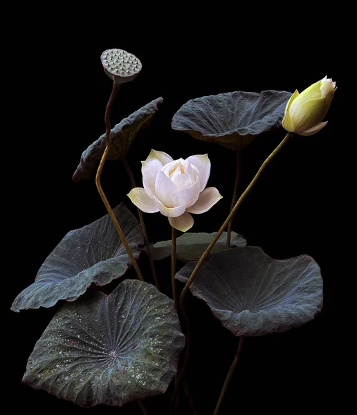Çiçek Açan Beyaz Nilüfer Çiçeğiyle Çok Güzel — Stok fotoğraf