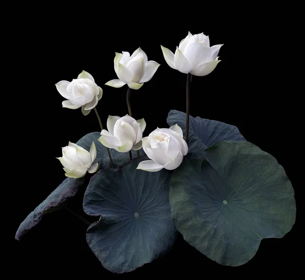 Wunderschön Mit Blühendem Weißen Lotus — Stockfoto