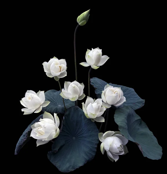 Prachtig Mooi Met Bloeiende Witte Lotus — Stockfoto