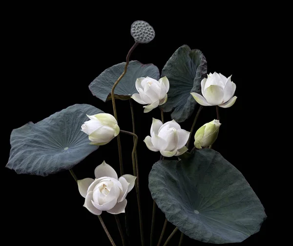 Stock image wonderfully beautiful with blooming white lotus