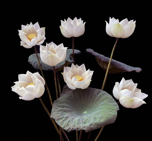 Wunderschön Mit Blühendem Weißen Lotus — Stockfoto
