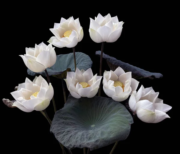 Чудесно Красивый Цветущим Белым Лотосом — стоковое фото