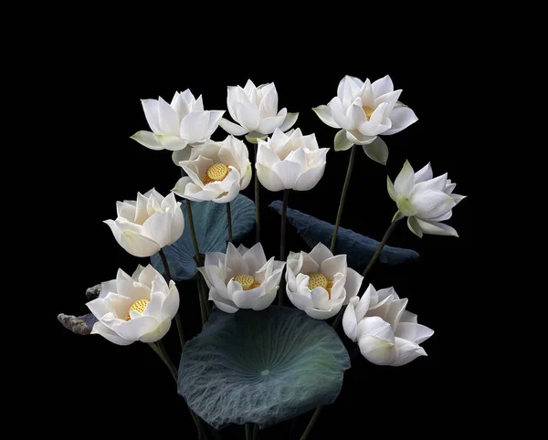Maravilhosamente Bonito Com Flor Lótus Branco — Fotografia de Stock