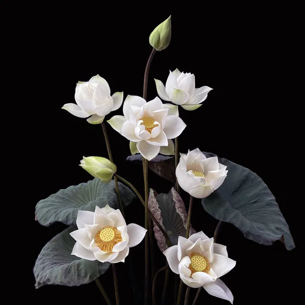 Maravillosamente Hermosa Con Flor Loto Blanco — Foto de Stock