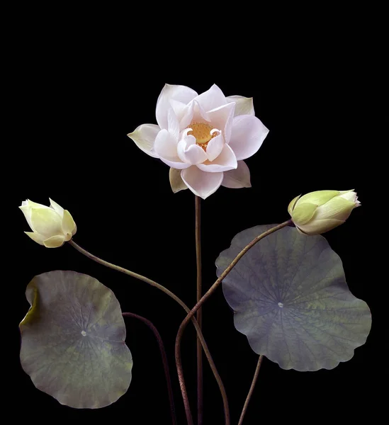 stock image wonderfully beautiful with blooming white lotus