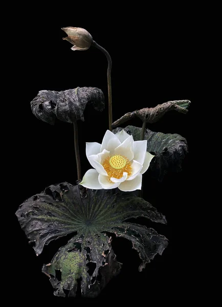 Saison Des Fleurs Lotus Blanc — Photo