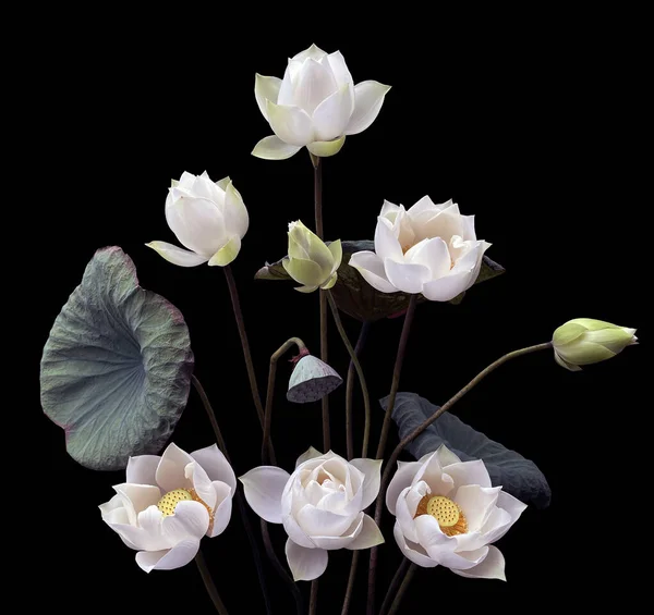 Season White Lotus Blooms — Stock Photo, Image