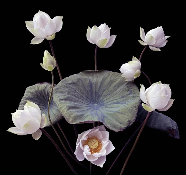 Het Seizoen Van Witte Lotus Bloeit — Stockfoto