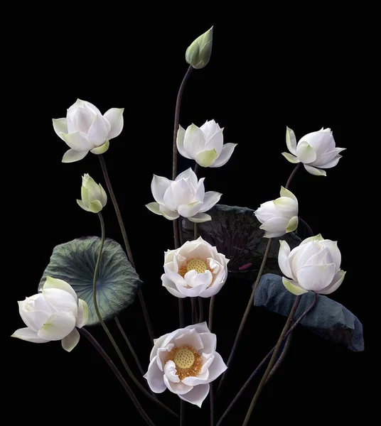 Het Seizoen Van Witte Lotus Bloeit — Stockfoto