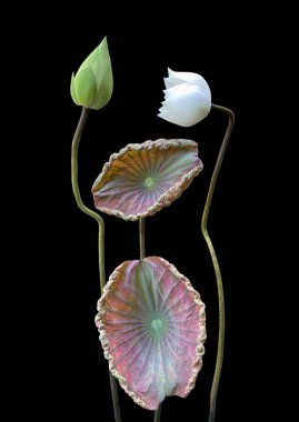 Gölde açan güzel beyaz nilüfer çiçekleri