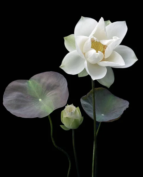 배경의 아름다운 순백색 — 스톡 사진