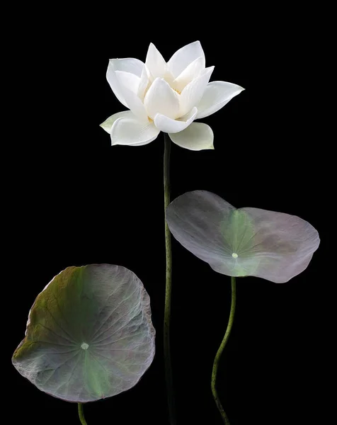 Beau Lotus Blanc Pur Fond Noir — Photo