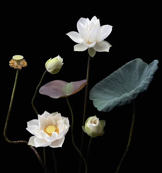 Beautiful Pure White Lotus Black Background — Stock Photo, Image