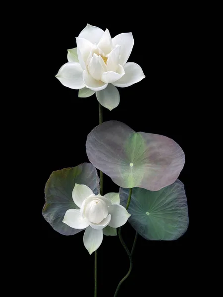 Mooie Zuiver Witte Lotus Zwarte Achtergrond — Stockfoto
