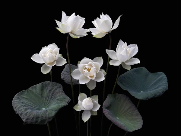 배경의 아름다운 순백색 — 스톡 사진