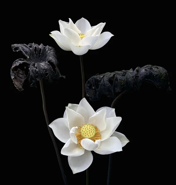 Stock image Beautiful pure white lotus in black background