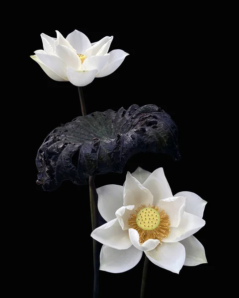 黑色背景的美丽纯白莲花 — 图库照片