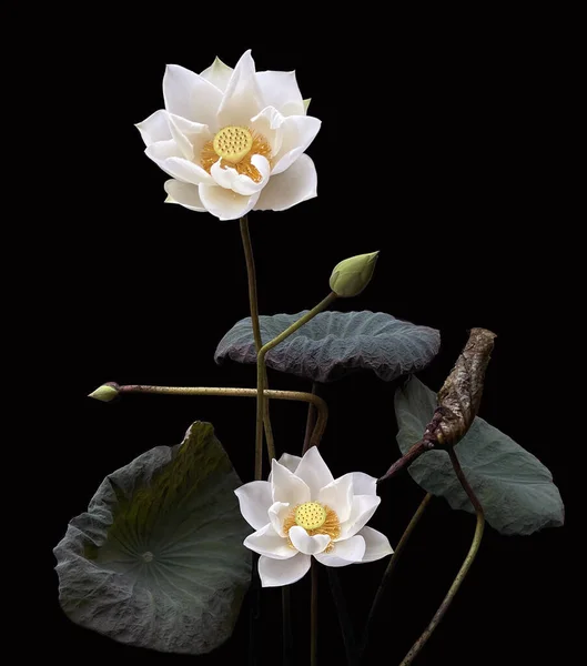 Schöne Reinweiße Lotusblume Auf Schwarzem Hintergrund — Stockfoto