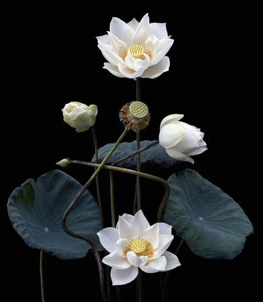 Güzel Beyaz Nilüfer Çiçeği Siyah Arka Planda — Stok fotoğraf