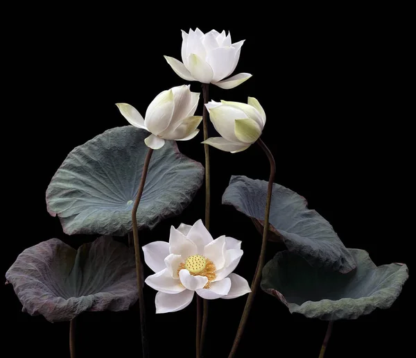 stock image Beautiful pure white lotus in black background