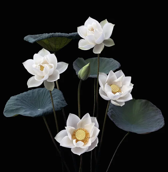 Vacker Ren Vit Lotus Svart Bakgrund — Stockfoto